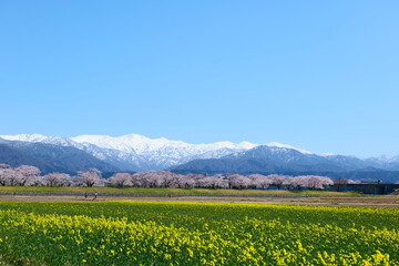 春の四重奏で知られる、舟川べり桜並木。朝日、富山、日本。４月上旬。