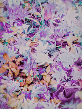 background of colorful leaves