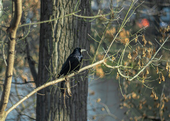Late autumn with dry leaves and a crow on a tree against the background of a river.