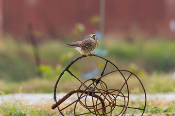 鉄の輪とチョウゲンボウ