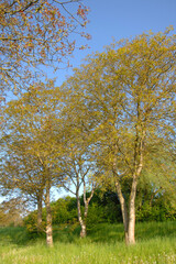 Echte Walnuß, Juglans regia