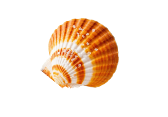 An exquisite Pecten scallop shell, orange and white, angled on a matte white plate with scattered sea salt, bright studio light, transparent background, elegant product display concept