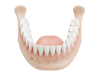 Fototapeta premium 3D Rendered Illustration of a Detailed Lower Jaw with Teeth and Gums, Isolated on White Background. For Dentistry, Medical Education, Health Advertisement and Scientific Visualization.