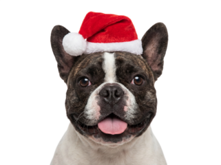 Happy French Bulldog dog wearing Santa hat, isolated on transparent background, Christmas pet portrait