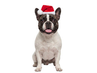 Fototapeta premium Cute French Bulldog dog sitting in Santa hat, isolated on transparent background, Christmas pet portrait