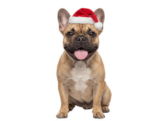 Cute French Bulldog dog sitting in Santa hat, isolated on transparent background, Christmas pet portrait