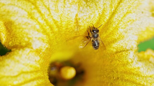 A tiny bee emerges from the center of a yellow flower and cleans itself with its legs. A macro summer scene with natural sunlight.
