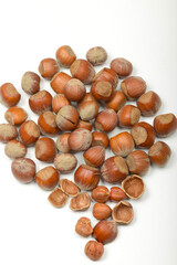 Gemeiner Hasel, Haselnuss Corylus avellana