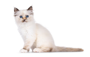 Cute tortie Sacred Birman cat kitten, sitting up side ways. Looking straight to camera with breed specific blue eyes. Isolated on a white background.