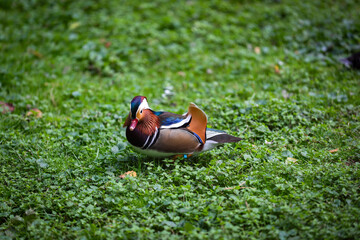 Beautiful mandarin duck in the park