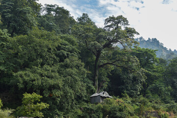 A tin house in the forest 