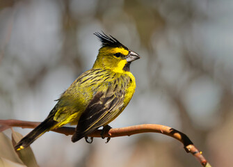 Cardenal amarillo, especie en peligro de extinción.