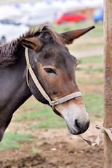 Fototapeta premium Close-up of a brown horse with halter