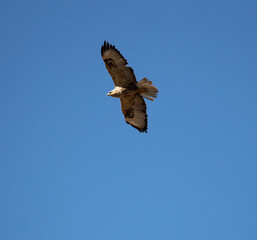 Long-legged Buzzard (Buteo rufinus) flying with spread wings against a clear blue sky. Bottom view of a raptor in flight.