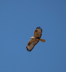 Long-legged Buzzard (Buteo rufinus) flying with spread wings against a clear blue sky. Bottom view of a raptor in flight.