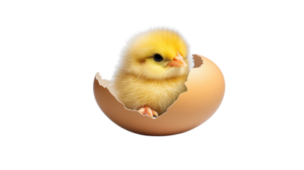 Chick Hatching from Egg on Transparent Background