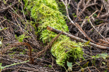 Green mosses grow on the rotten wood in forest.