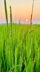 wheat field at sunset
