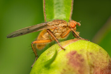 Scathophaga fly drinking nectar on a peoni buton on an early spring evening with green blurred background