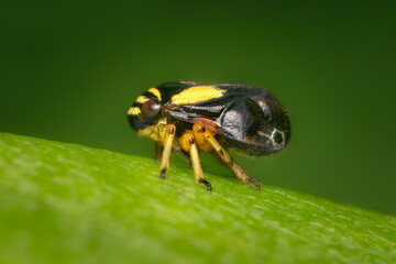 Tiny Dogwood Spittlebug walking on a green leaf with bluured green background