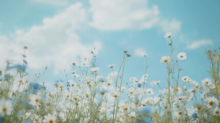Fototapeta premium Serene Meadow of Daisies Under a Pastel Blue Sky with Soft Clouds