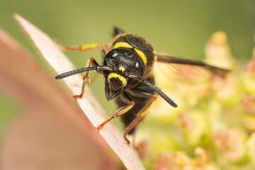 Potter wasp resting on top of a white hydrangea flower on a summer afternoon with blurred background