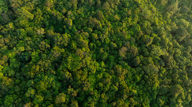 aerial view of dark green forest Abundant natural ecosystems of rainforest. Concept of nature forest preservation and reforestation.	