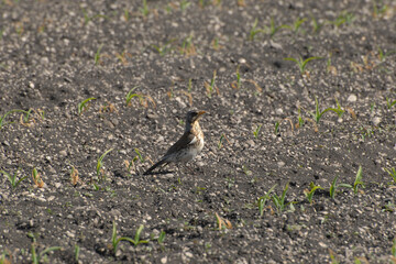 Vögel; Vogel; Wacholderdrossel;Turdus pilaris