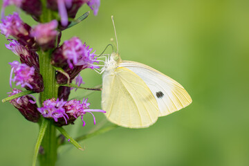 Small White Butterfly gathering nectar on a pink liatris flower during a summer afterrnoon