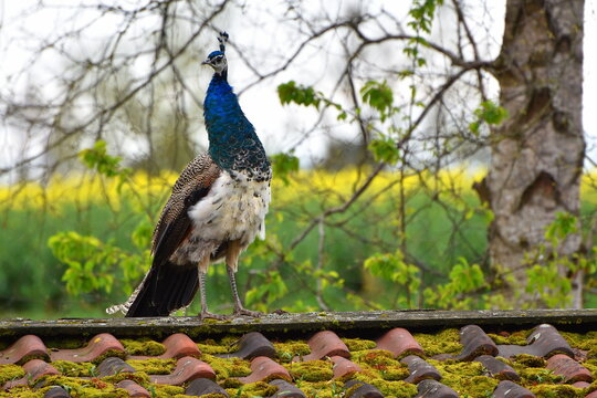 Blauer Pfau, Pavo cristatus