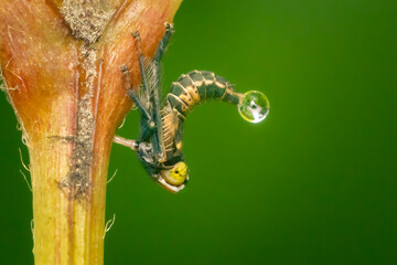 Tiny Jikradia olitoria nymph sucking fluid for plant stem while rejecting a bubble under a green blurred background