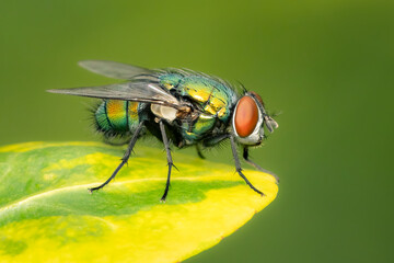 Closeup on a green bottle fly resting on a yellow and green leaf under a blurred background