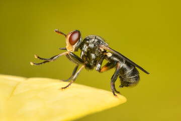 Closeup on a Thecophora sp. diptera resting on a yellow leaf on a blurred background