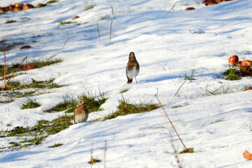 Wacholderdrossel, Turdus pilaris