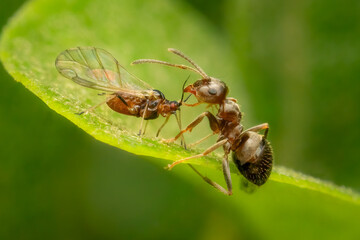 Lasius sp. ant taking care of an adult aphid looking for honeydew at the edge of a green leaf on a summer afternoon