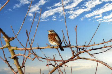 Wacholderdrossel, Turdus pilaris
