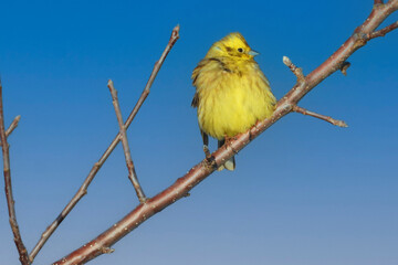 Obraz premium Goldammer, Emberiza citrinella