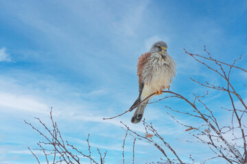 Turmfalke,  Falco tunninculus