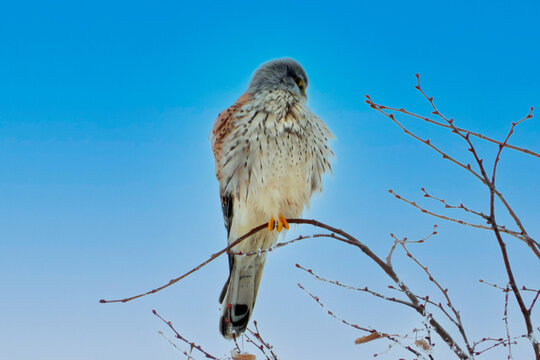 Turmfalke,  Falco tunninculus