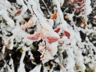 Snowy bush.