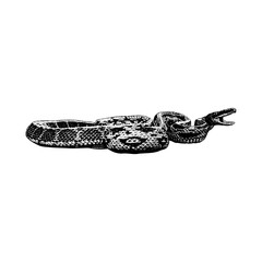 Beauty Rat Snake, showcasing its elongated body, textured scales, and distinctive pattern. The artwork highlights the snake&rsquo;s elegant form and natural markings in a clean, high-contrast style.