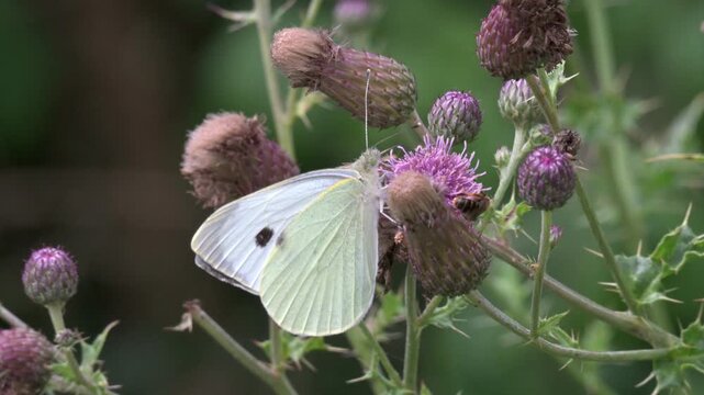 Large White Butterfly (Pieris brassicae) female and feeding on a thistle flower. July, Kent, UK. Slow motion x5.