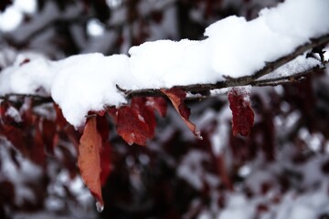 Snowy leaves.