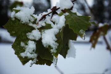 Snowy leaves.