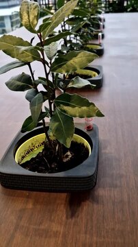 prized for its aromatic leathery leaves, which are traditionally dried and used in cooking to flavor meats, sauces, and preserves;