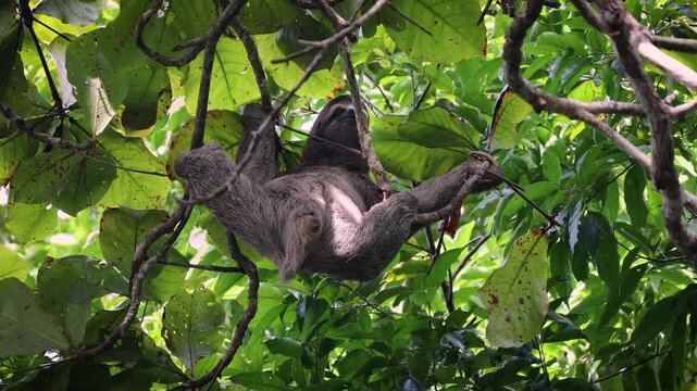 Three-toed sloth hanging and moving slowly in lush tropical canopy.