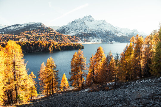 View of golden larches blaze against the backdrop of snow-dusted mountains and tranquil lake waters, Sils im Engadin/Segl, Grisons, Switzerland.