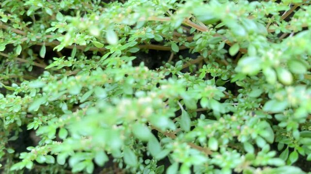 Macro Shot of Pilea Microphylla Plant Swaying in Soft Focus