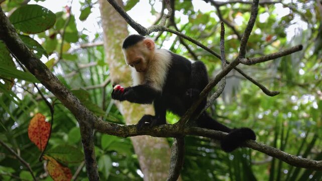 White-faced capuchin monkey eating fruit in the lush rainforest canopy of Costa Rica.