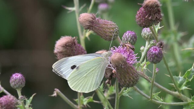Large White Butterfly (Pieris brassicae) and a Honey Bee (Apis mellifera) feeding on thistle flowers before flying away. July, Kent, UK [Slow motion x5]